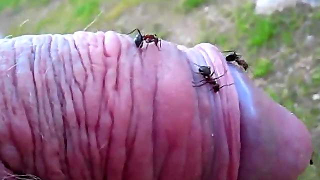 Kinky dude pokes his small cock into an ant hill and enjoys it