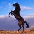 Gert De Backer's Avatar