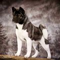 Craig Macneil's Avatar