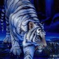 Veselin Dimitrov's Avatar