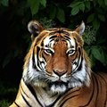 Alejandro Alcazar's Avatar