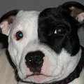 Staffie Stu's Avatar