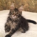 Kotowskii's Avatar