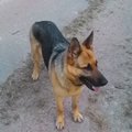 Sergeu's Avatar