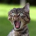 PIZDOGLYAD7777's Avatar