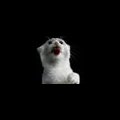 Lol mik's Avatar