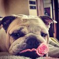 zheniantoudouyaofeng's Avatar