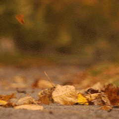 Pacheco de Carvalho's Avatar