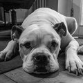 smutty's Avatar