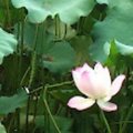 yu zhou's Avatar