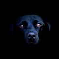 pAltU kUttA's Avatar