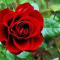 amal213's Avatar