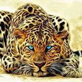 Manhal Mahmood's Avatar