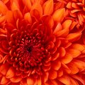 camposomvinhedo@gmail.com's Avatar