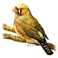 HPL1706's Avatar