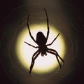 AironSong's Avatar